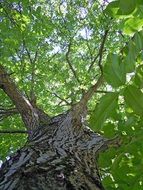 walnut tree close up