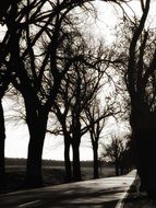 dark Road Tree