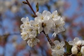 spring white Apple Blossom