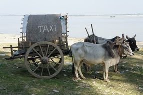 cart with cows marked as taxi