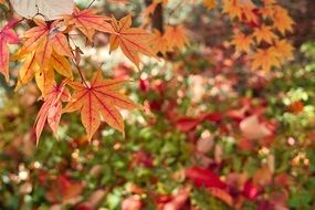 autumn leaves in a japanese garden