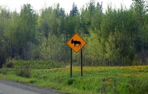 Moose Road Sign on a road