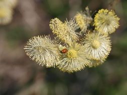 Pasture Blossom