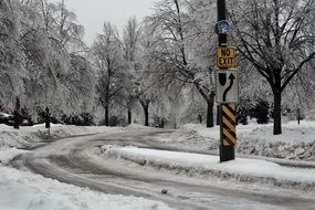 trees near curved road on snowy winter