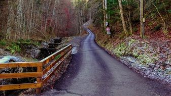 road among birch woods