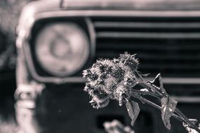 dry plant in front of Car, Black And White