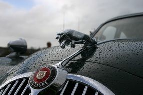 Vintage Jaguar Car logo