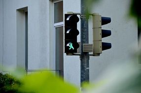 traffic lights on tree branches