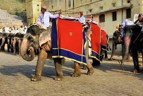 India Amber Elephant