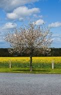 landscape of blooming cherry tree against a background of yellow rape field