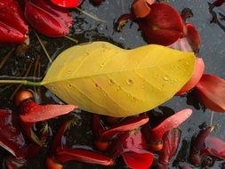 red and yellow fall leaves on water