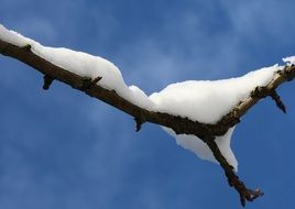 Snow on a tree branch in winter