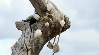 Seashells on a tree trunk