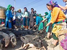 Pigs Market in Vietnam