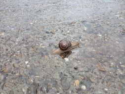 Snail in the Water Road