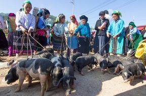 pigs on the market in Vietnam