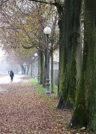 Trees along Road at fall. italy, lucca