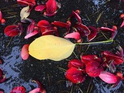 colorful flower petals in water