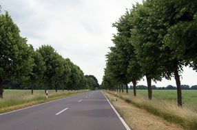 empty road with tree avenue