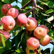 picture of the Apples on a tree