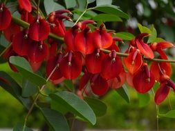 bush with red flowers in arboretum