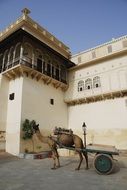 Camel on the road near the building