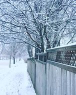 white snow Trees along the fence