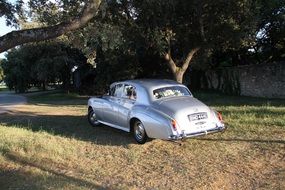 silver rolls royce under a big tree on a sunny day