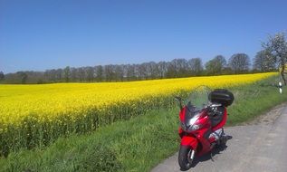 red motorcycle on a background of yellow rape field