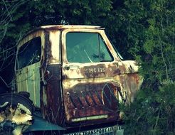 rusty abandoned truck among green thickets