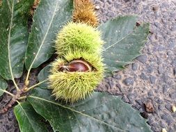 Chestnut Road flower