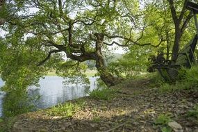 Beautiful landscape with the green trails near the water
