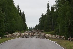 A lot of the reindeers on the road among green plants