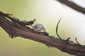 Snail on the branch