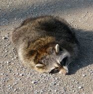North American raccoon on the street
