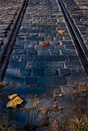 autumn leaves in the railway