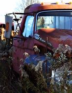 overgrown old truck