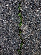 Soil Ground Grass