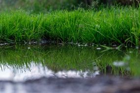 Green grass with the reflection in water