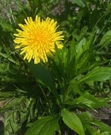 yellow flowering dandelion in the park