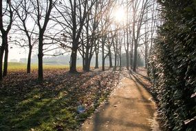 bare trees near path at sunny Winter evening
