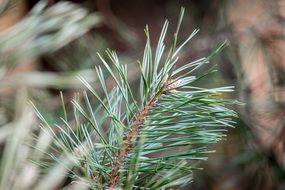 green pine branch close up