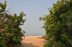 Verdant bushes on the road to the beach of India