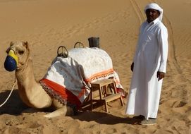 Dromedary Desert
