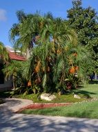 Palm Tree on the Street