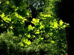 oak leaves in the play of light and shadow