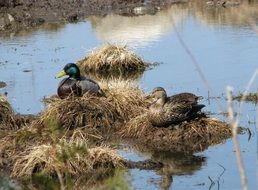 Mallard Anas bird
