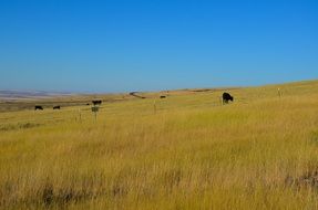 Pasture for Cows