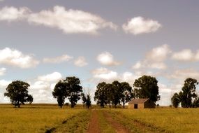 landscape of the Trees on a farm