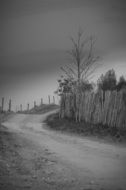 black and white photo of a dry tree on a dusty road